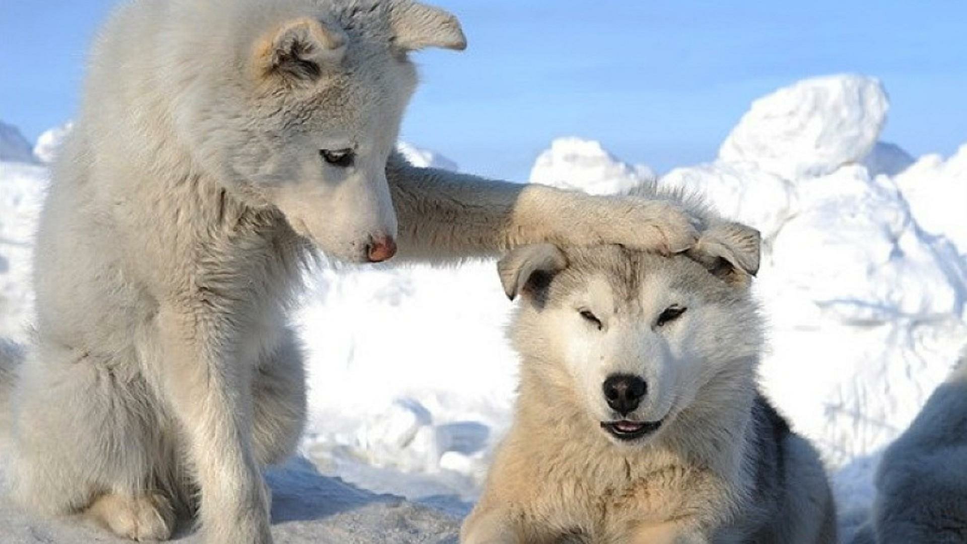 Happy dog playing in winter snow