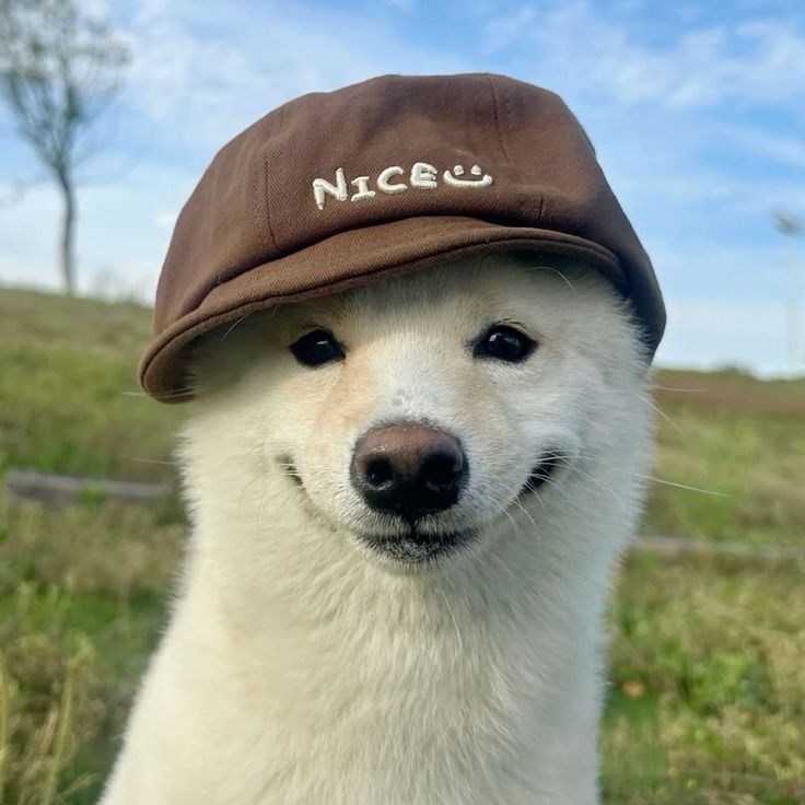 Happy dog with owner