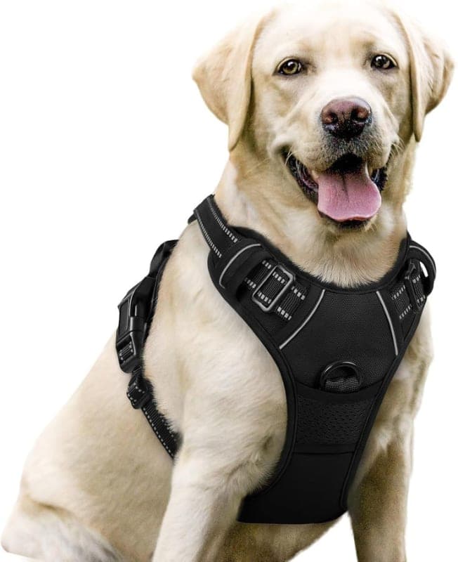 Harness with Handle