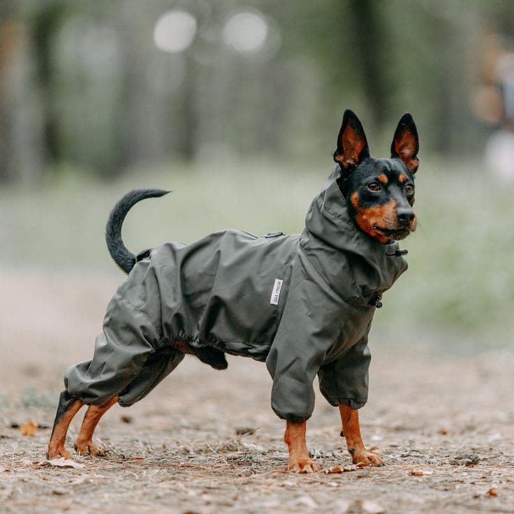 Raincoat